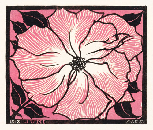 Juni by Julie de Graag — A single pink blossom fills the frame with radiating petals