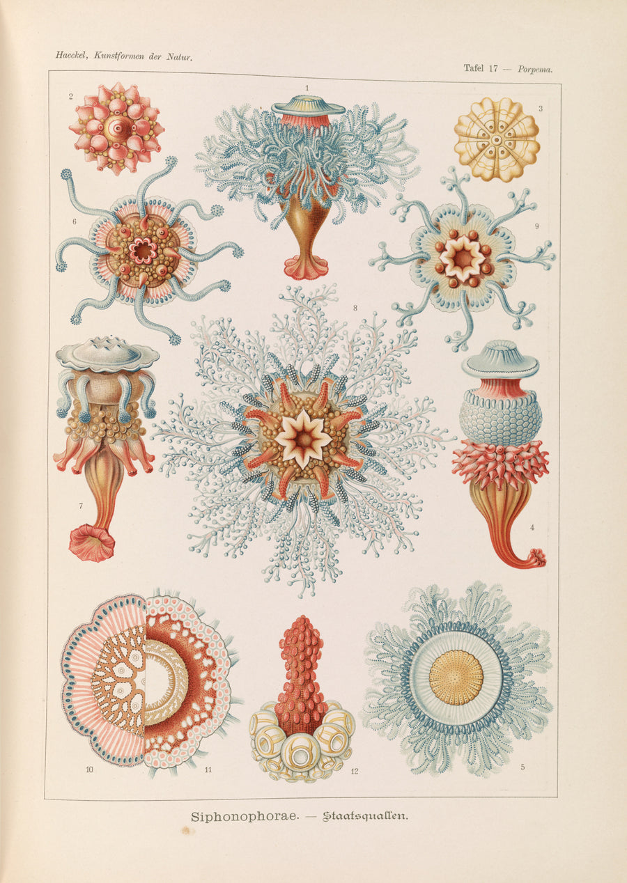 Ernst Haeckel — Kunstformen der Natur, Plate 17: Siphonophorae | Scientific Illustration Print shown to scale on a wall above a sofa