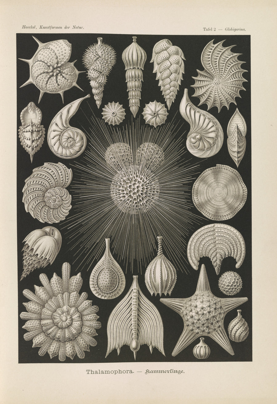 Ernst Haeckel — Kunstformen der Natur, Plate 2: Thalamophora | Scientific Illustration Print shown to scale on a wall above a sofa