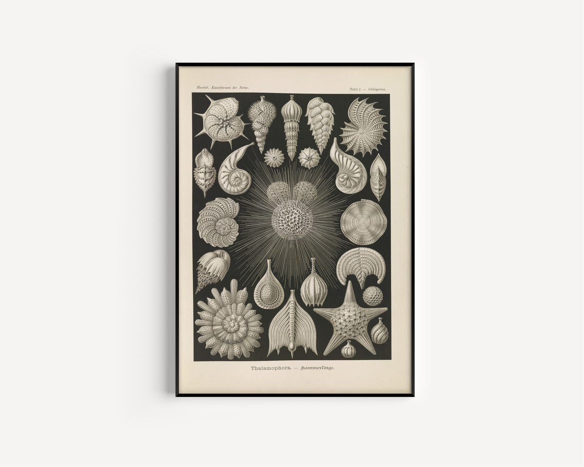 Ernst Haeckel — Kunstformen der Natur, Plate 2: Thalamophora | Scientific Illustration Print