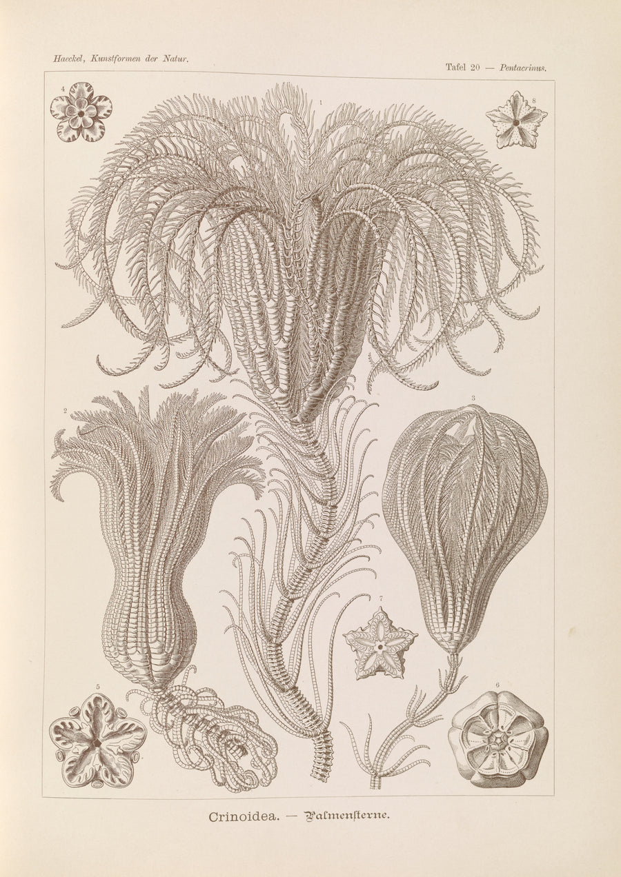 Ernst Haeckel — Kunstformen der Natur, Plate 20: Crinoidea | Scientific Illustration Print shown to scale on a wall above a sofa
