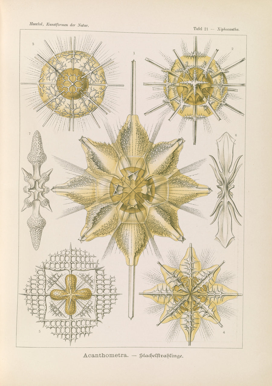 Ernst Haeckel — Kunstformen der Natur, Plate 21: Acanthometra | Scientific Illustration Print shown to scale on a wall above a sofa