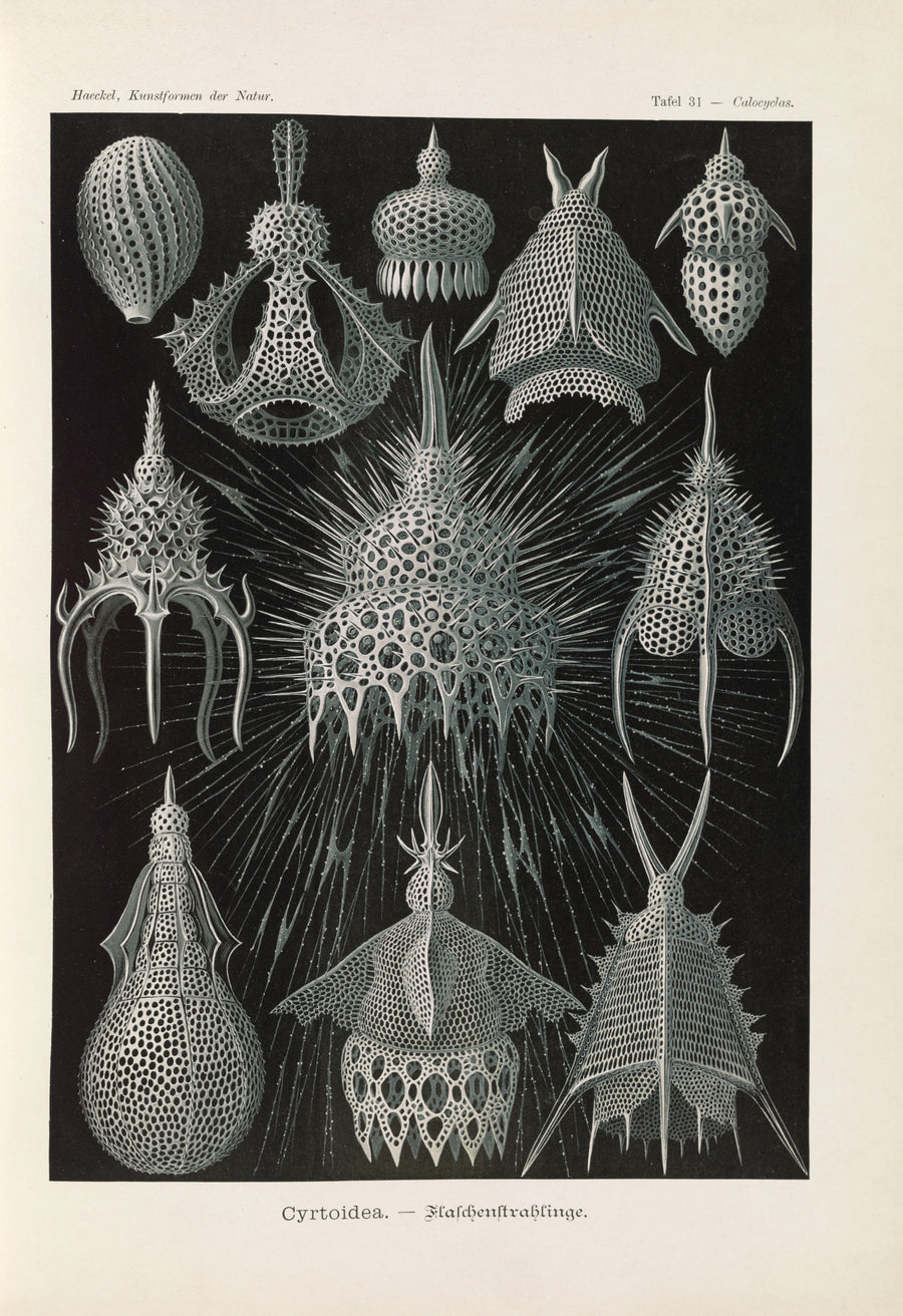 Ernst Haeckel — Kunstformen der Natur, Plate 31: Cyrtoidea | Scientific Illustration Print shown to scale on a wall above a sofa