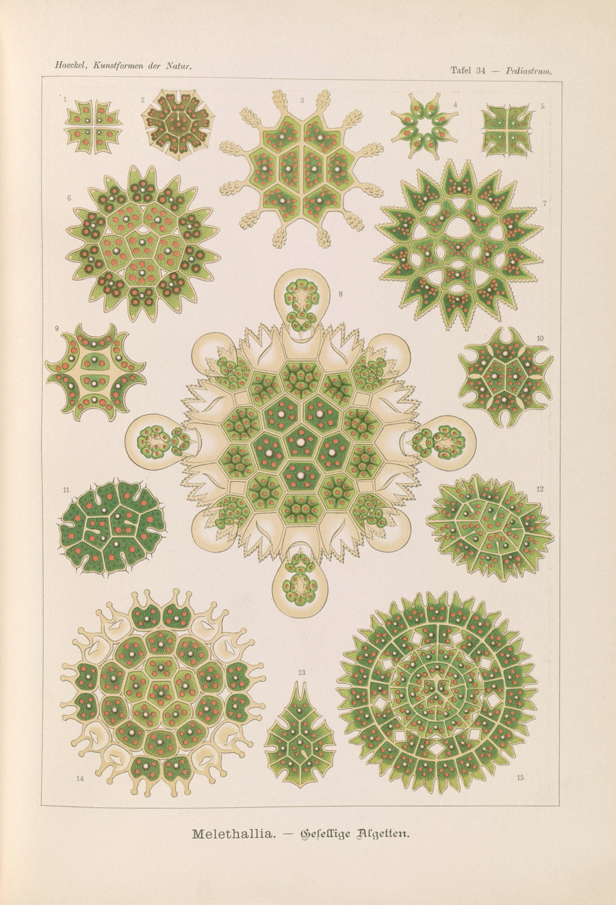 Ernst Haeckel — Kunstformen der Natur, Plate 34: Melethallia | Scientific Illustration Print shown to scale on a wall above a sofa