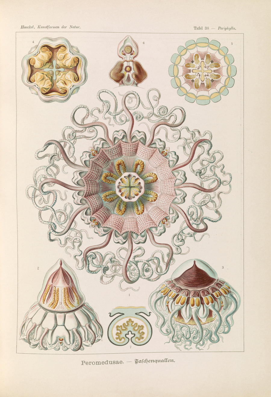 Ernst Haeckel — Kunstformen der Natur, Plate 38: Peromedusae | Scientific Illustration Print shown to scale on a wall above a sofa