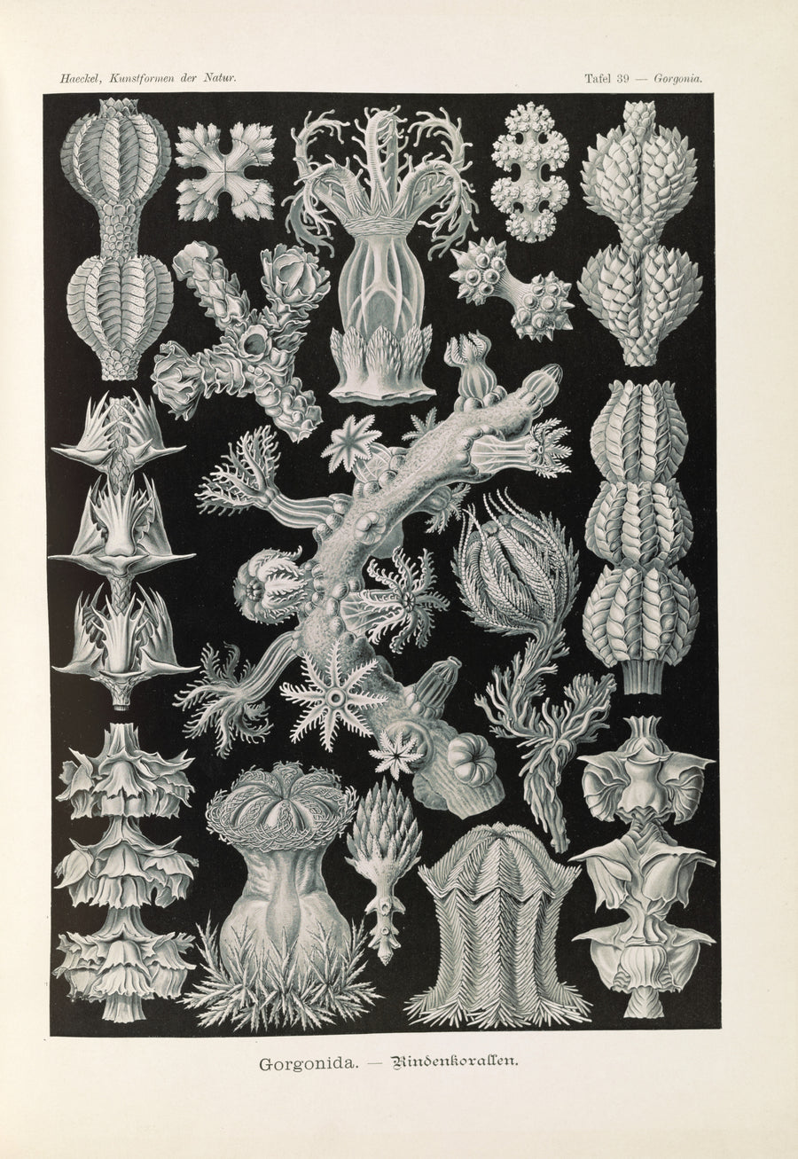 Ernst Haeckel — Kunstformen der Natur, Plate 39: Gorgonida | Scientific Illustration Print shown to scale on a wall above a sofa
