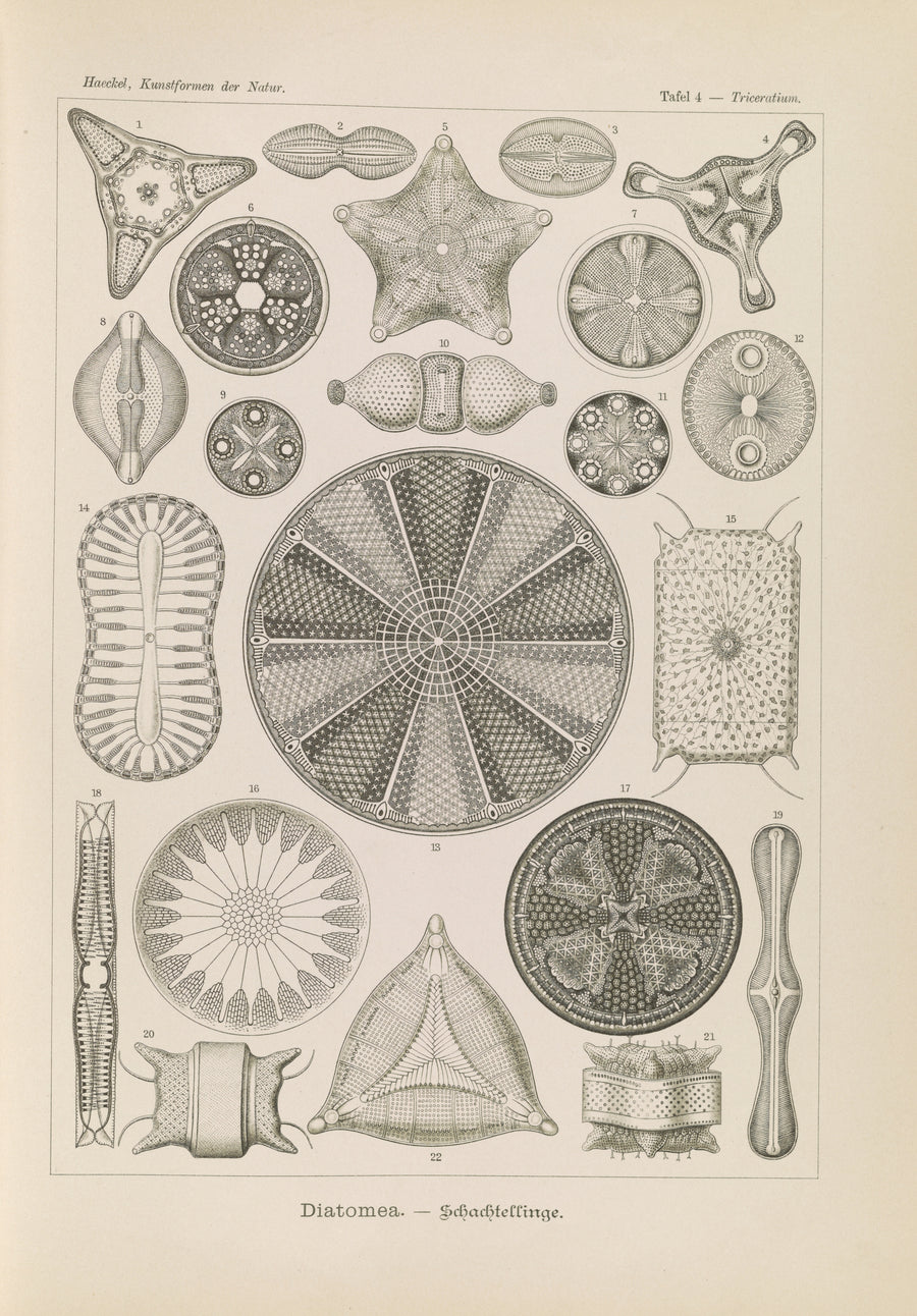 Ernst Haeckel — Kunstformen der Natur, Plate 4: Diatomea | Scientific Illustration Print shown to scale on a wall above a sofa