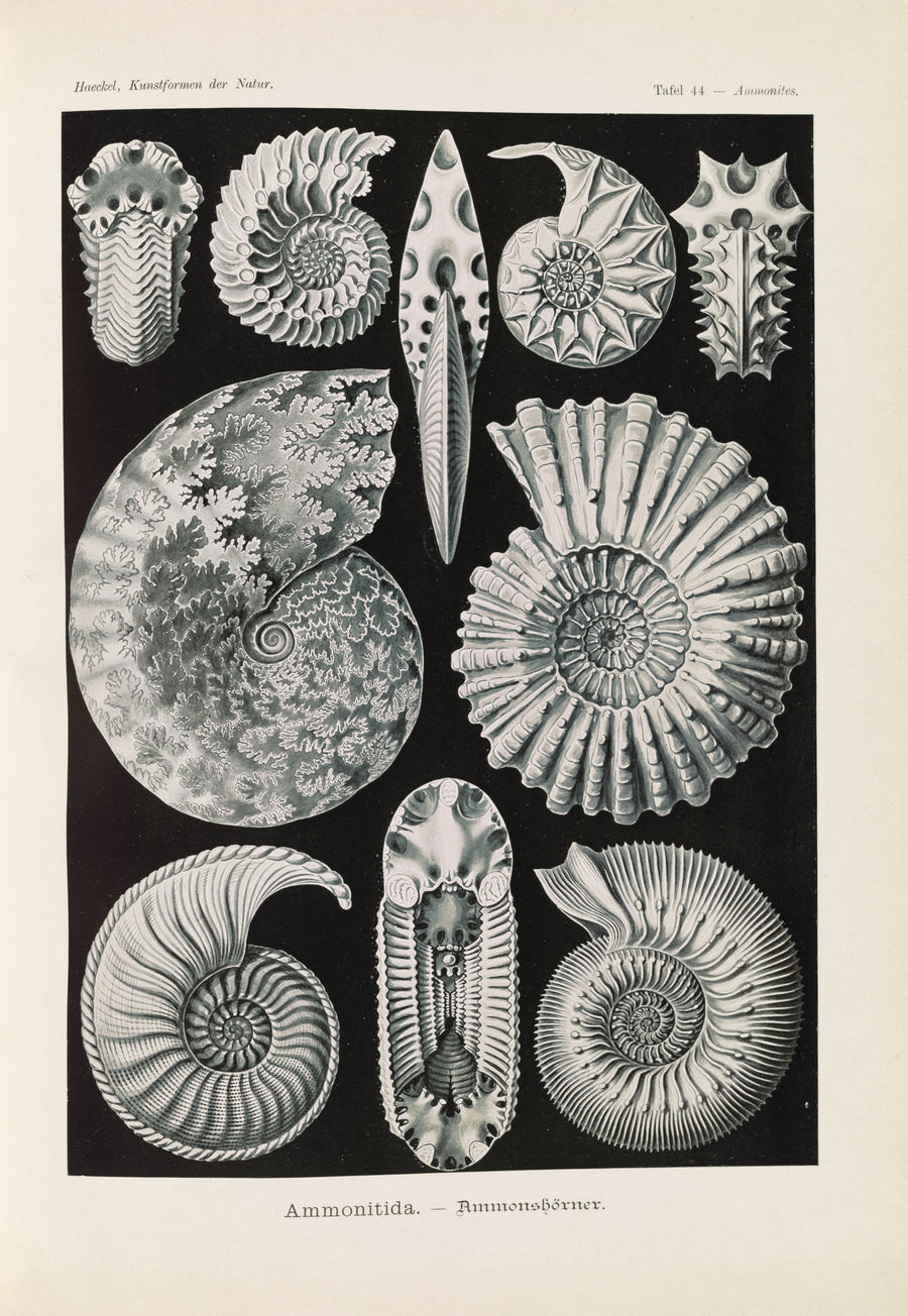 Ernst Haeckel — Kunstformen der Natur, Plate 44: Ammonitida | Scientific Illustration Print shown to scale on a wall above a sofa
