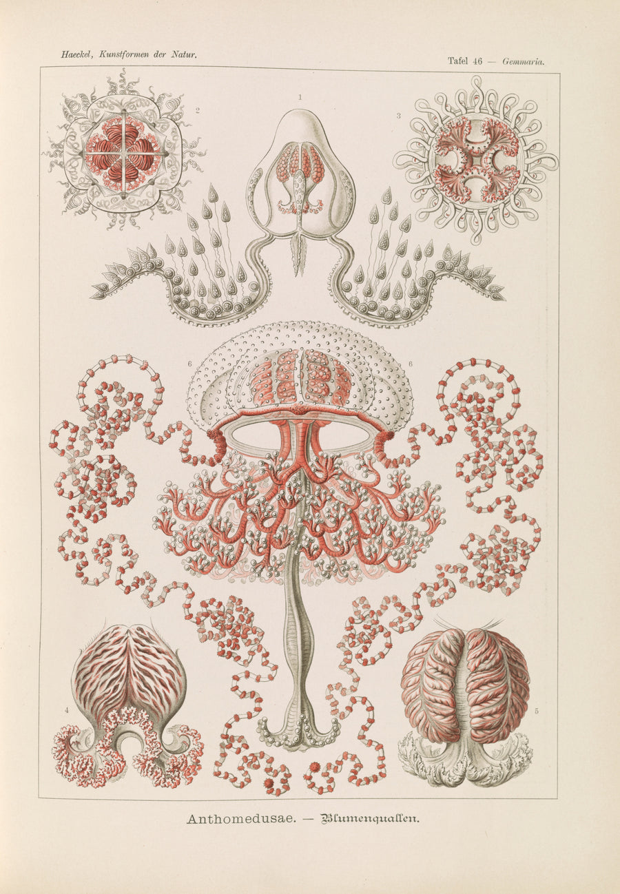 Ernst Haeckel — Kunstformen der Natur, Plate 46: Anthomedusae | Scientific Illustration Print shown to scale on a wall above a sofa