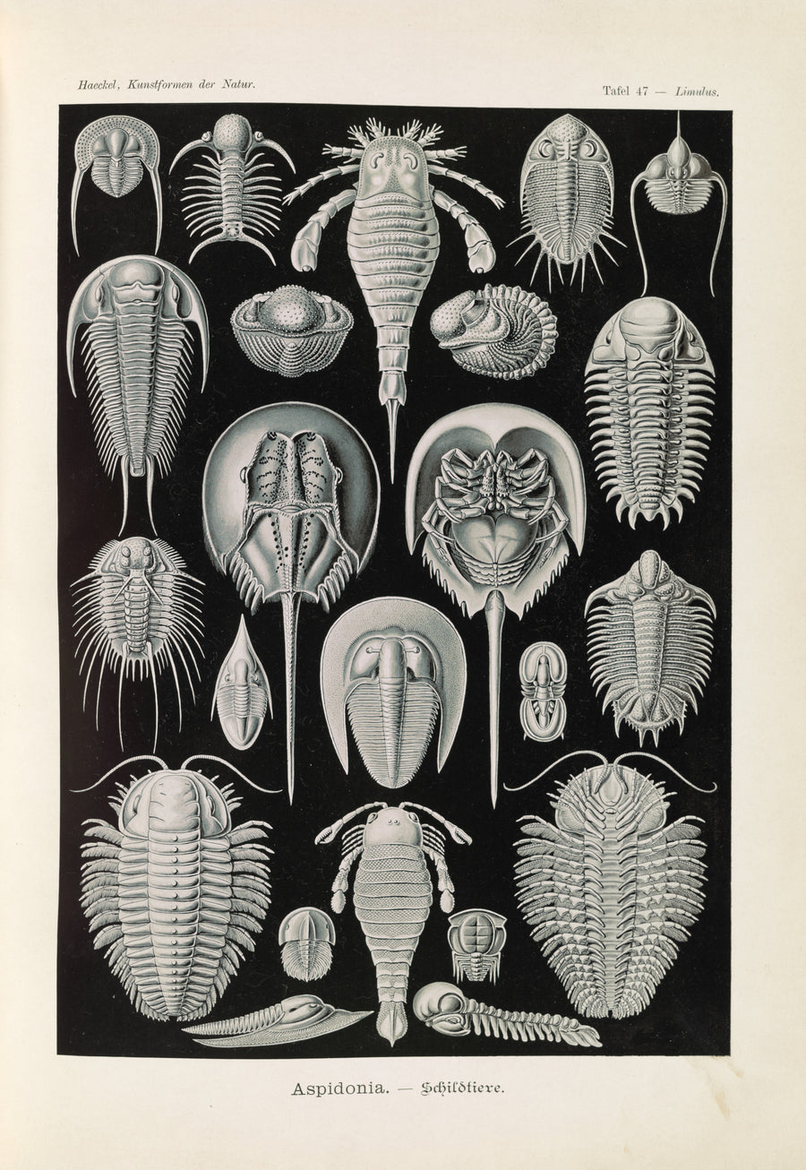 Ernst Haeckel — Kunstformen der Natur, Plate 47: Aspidonia | Scientific Illustration Print shown to scale on a wall above a sofa