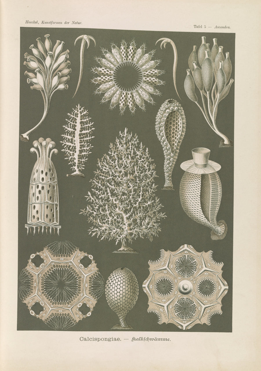 Ernst Haeckel — Kunstformen der Natur, Plate 5: Calcispongiae | Scientific Illustration Print shown to scale on a wall above a sofa
