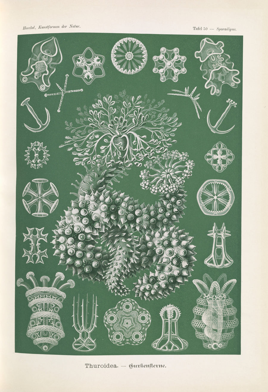 Ernst Haeckel — Kunstformen der Natur, Plate 50: Thuroidea | Scientific Illustration Print shown to scale on a wall above a sofa