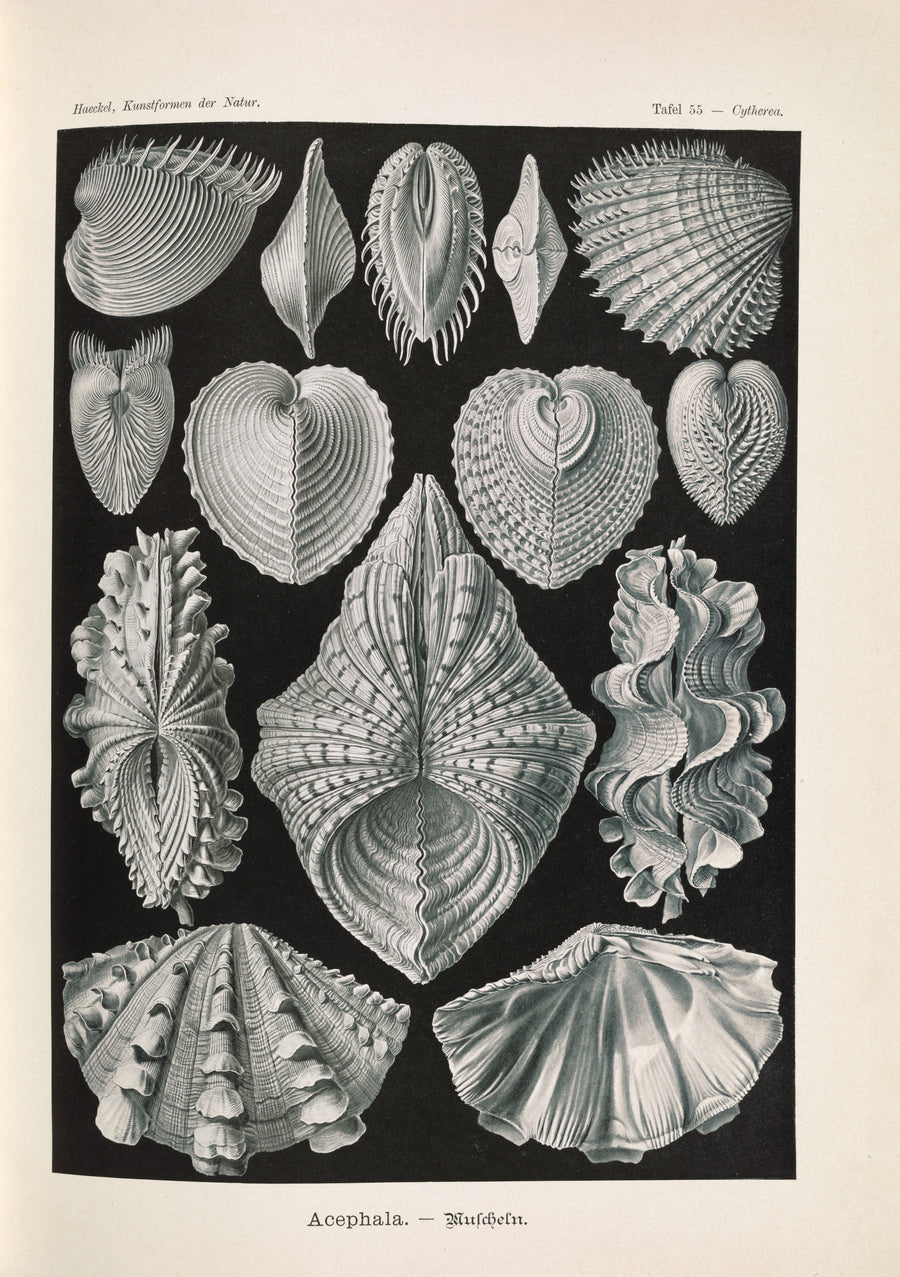Ernst Haeckel — Kunstformen der Natur, Plate 55: Acephala | Scientific Illustration Print shown to scale on a wall above a sofa