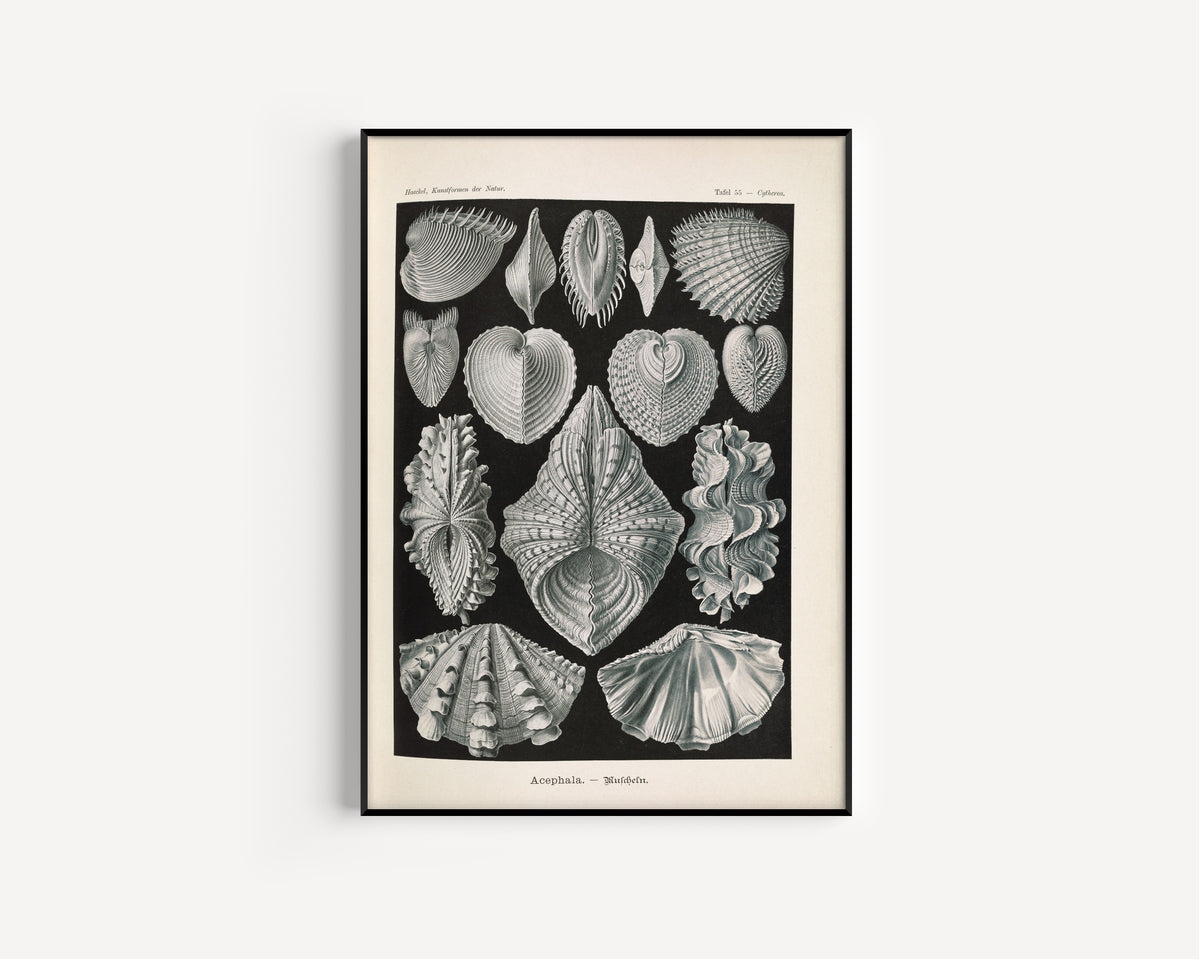 Ernst Haeckel — Kunstformen der Natur, Plate 55: Acephala | Scientific Illustration Print