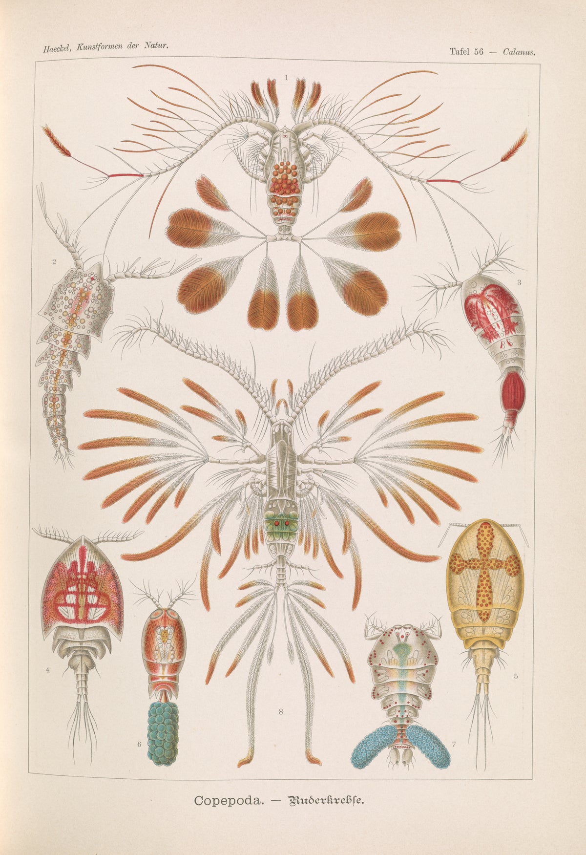 Ernst Haeckel — Kunstformen der Natur, Plate 56: Copepoda | Scientific Illustration Print