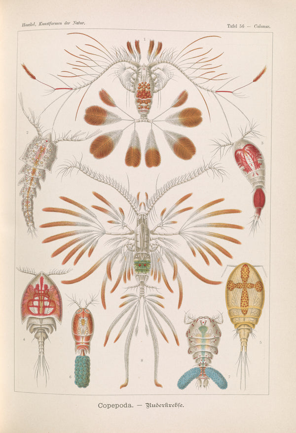 Ernst Haeckel — Kunstformen der Natur, Plate 56: Copepoda | Scientific Illustration Print
