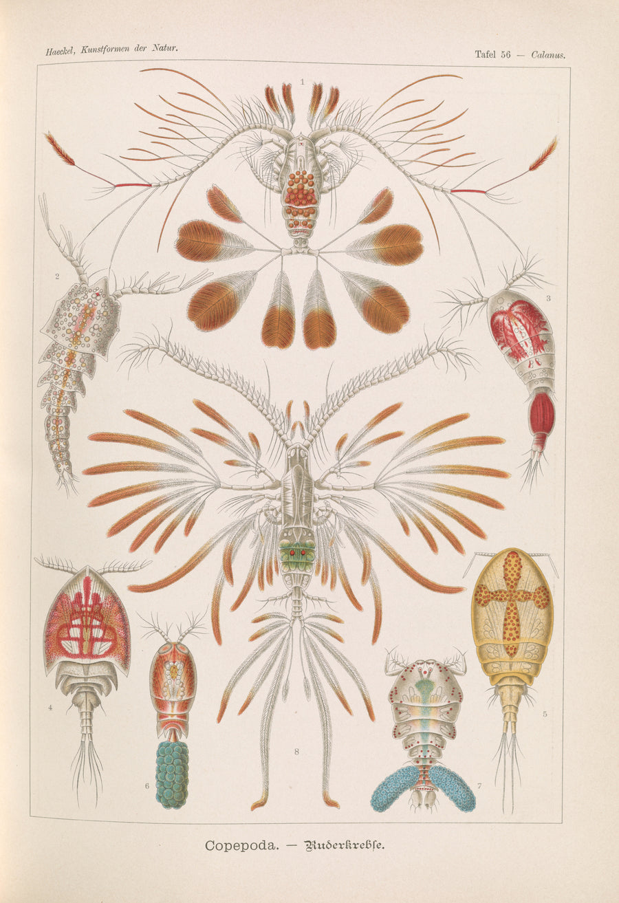 Ernst Haeckel — Kunstformen der Natur, Plate 56: Copepoda | Scientific Illustration Print shown to scale on a wall above a sofa