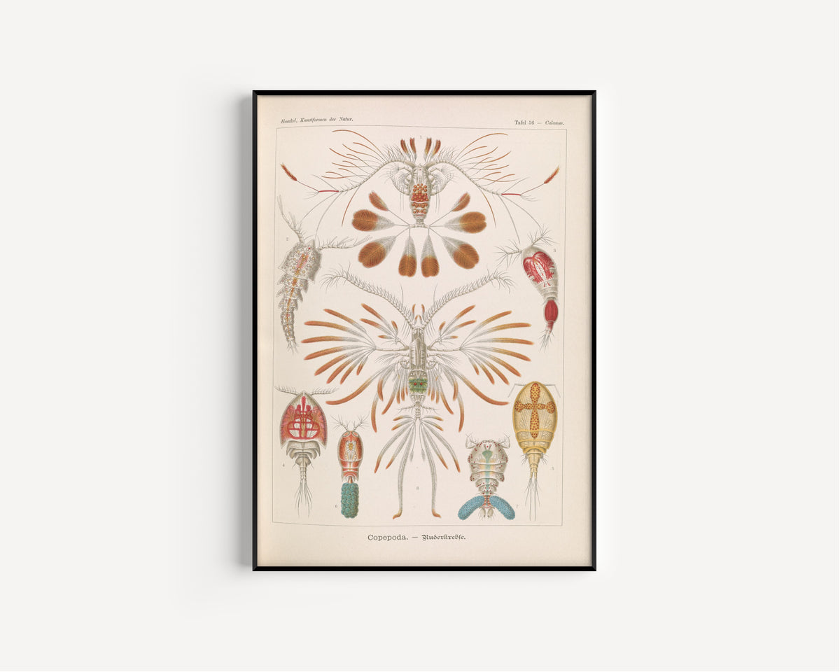 Ernst Haeckel — Kunstformen der Natur, Plate 56: Copepoda | Scientific Illustration Print