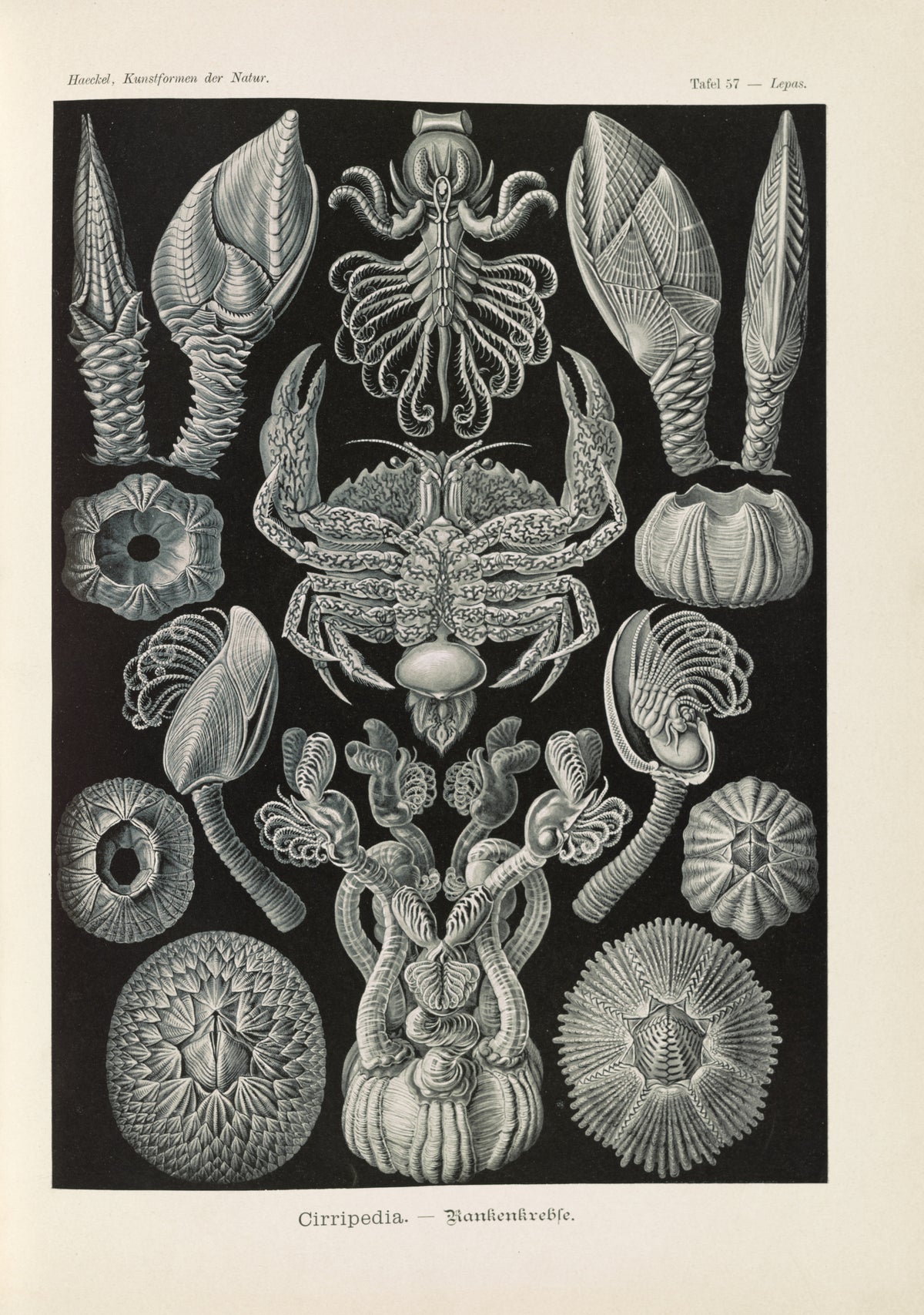 Ernst Haeckel — Kunstformen der Natur, Plate 57: Cirripedia | Scientific Illustration Print