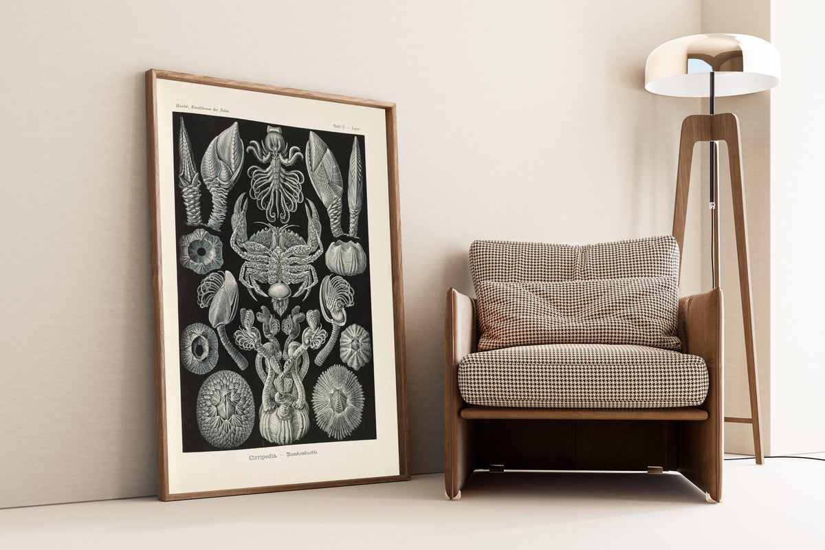 Ernst Haeckel — Kunstformen der Natur, Plate 57: Cirripedia | Scientific Illustration Print