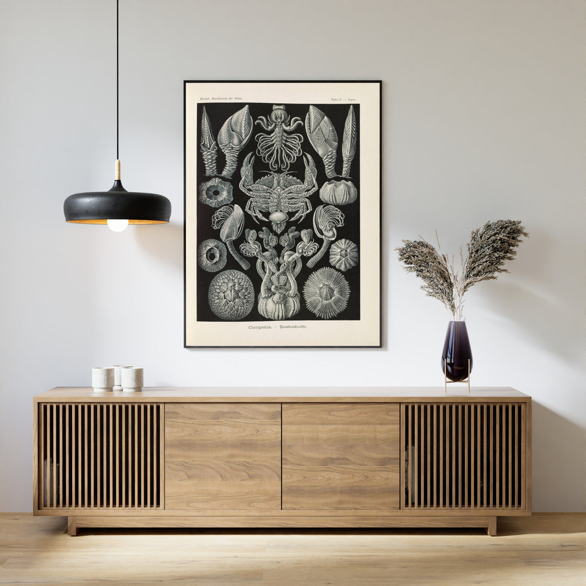 Ernst Haeckel — Kunstformen der Natur, Plate 57: Cirripedia | Scientific Illustration Print