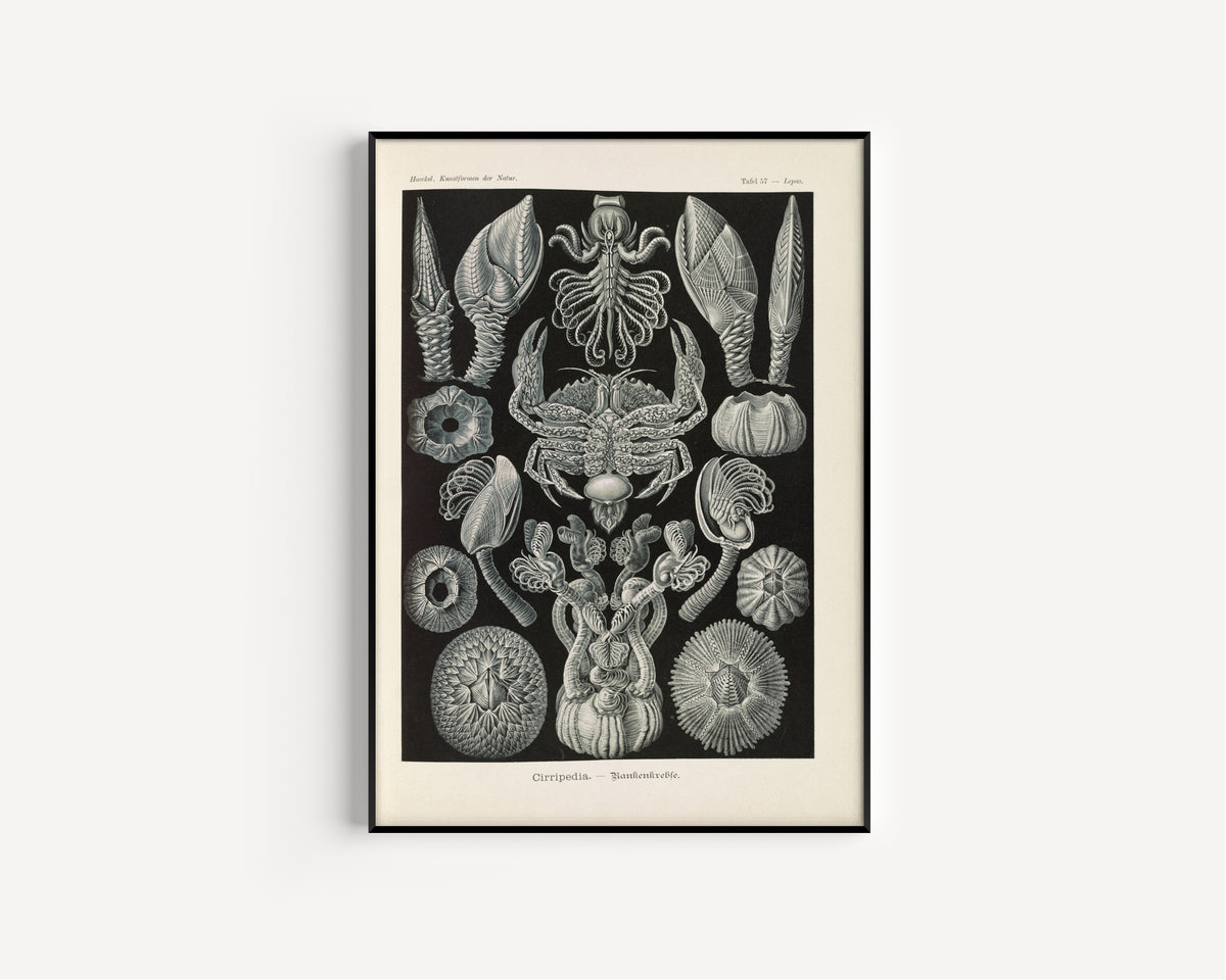 Ernst Haeckel — Kunstformen der Natur, Plate 57: Cirripedia | Scientific Illustration Print