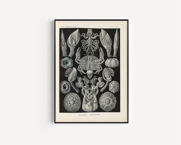 Ernst Haeckel — Kunstformen der Natur, Plate 57: Cirripedia | Scientific Illustration Print