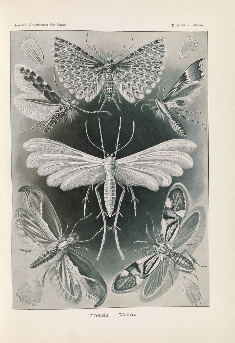 Ernst Haeckel — Kunstformen der Natur, Plate 58: Tineida | Scientific Illustration Print shown to scale on a wall above a sofa