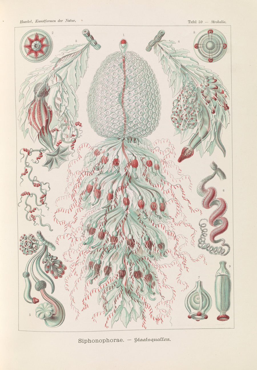 Ernst Haeckel — Kunstformen der Natur, Plate 59: Siphonophorae | Scientific Illustration Print shown to scale on a wall above a sofa