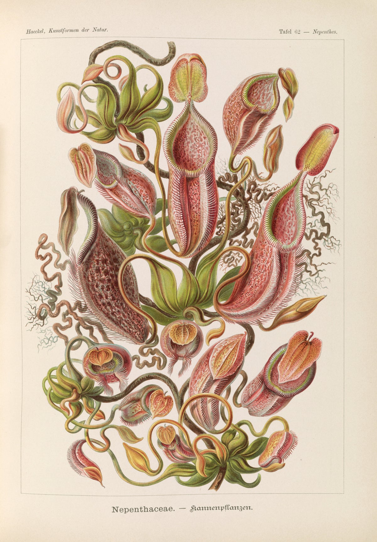 Ernst Haeckel — Kunstformen der Natur, Plate 62: Nepenthaceae | Scientific Illustration Print