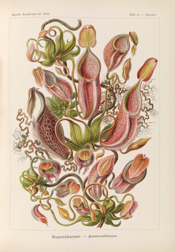 Ernst Haeckel — Kunstformen der Natur, Plate 62: Nepenthaceae | Scientific Illustration Print