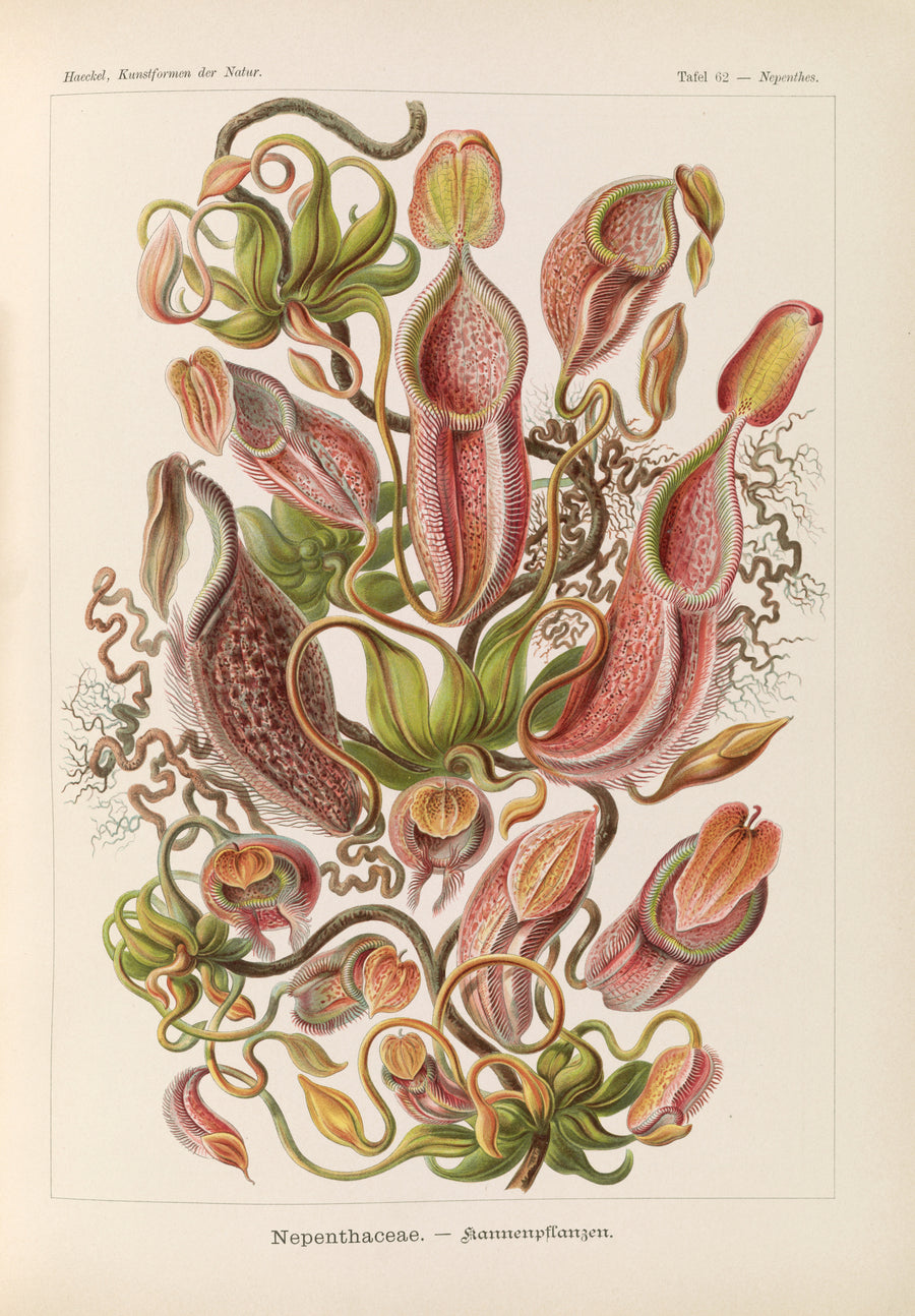 Ernst Haeckel — Kunstformen der Natur, Plate 62: Nepenthaceae | Scientific Illustration Print shown to scale on a wall above a sofa