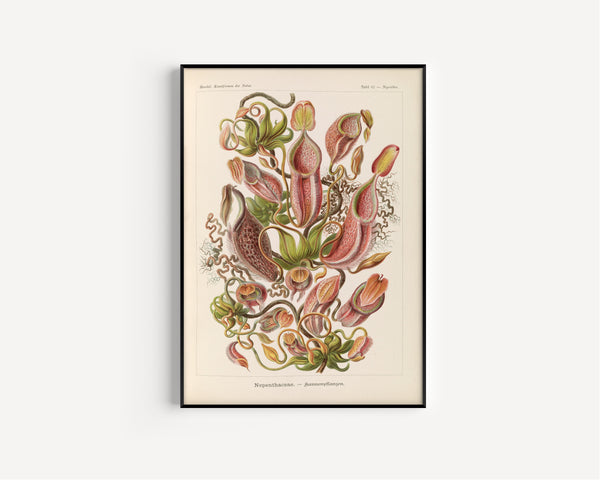 Ernst Haeckel — Kunstformen der Natur, Plate 62: Nepenthaceae | Scientific Illustration Print