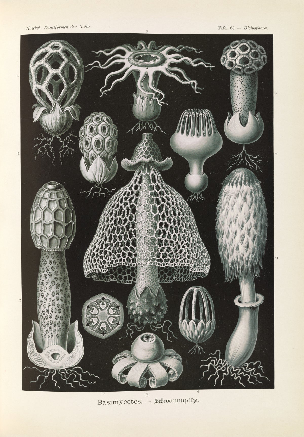 Ernst Haeckel — Kunstformen der Natur, Plate 63: Basimycetes | Scientific Illustration Print