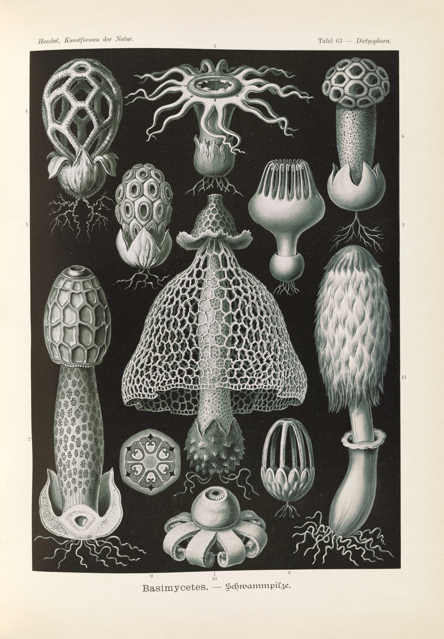 Ernst Haeckel — Kunstformen der Natur, Plate 63: Basimycetes | Scientific Illustration Print shown to scale on a wall above a sofa