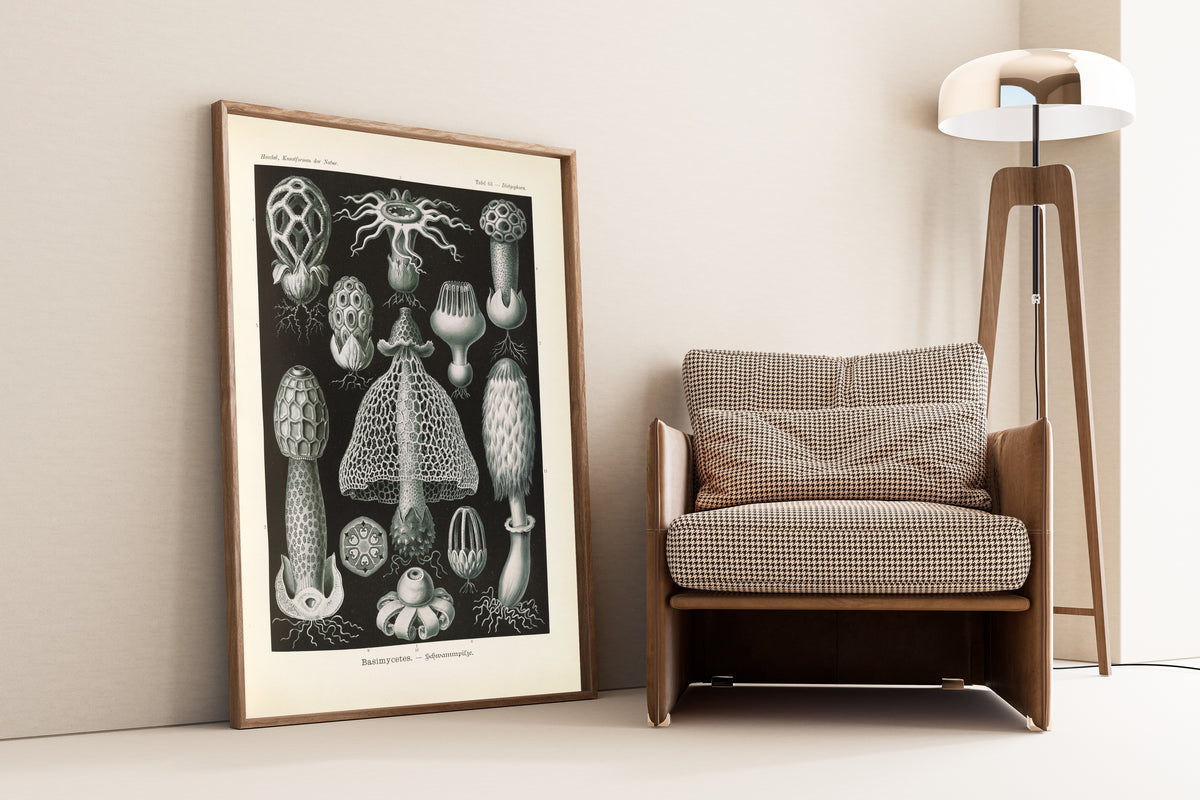 Ernst Haeckel — Kunstformen der Natur, Plate 63: Basimycetes | Scientific Illustration Print