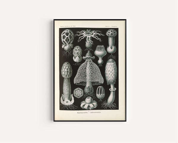 Ernst Haeckel — Kunstformen der Natur, Plate 63: Basimycetes | Scientific Illustration Print