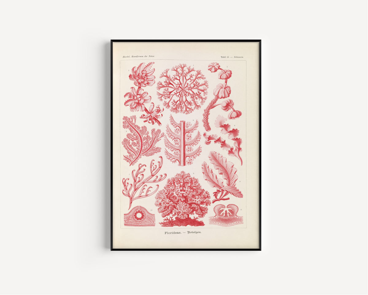 Ernst Haeckel — Kunstformen der Natur, Plate 65: Florideae | Scientific Illustration Print