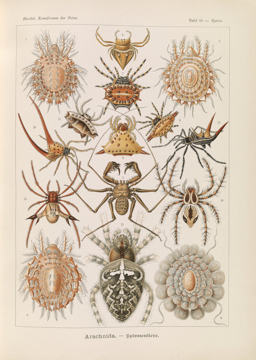 Ernst Haeckel — Kunstformen der Natur, Plate 66: Arachnida | Scientific Illustration Print shown to scale on a wall above a sofa