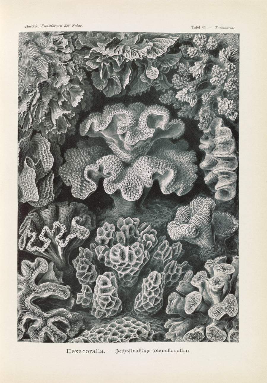 Ernst Haeckel — Kunstformen der Natur, Plate 69: Hexacoralla | Scientific Illustration Print shown to scale on a wall above a sofa