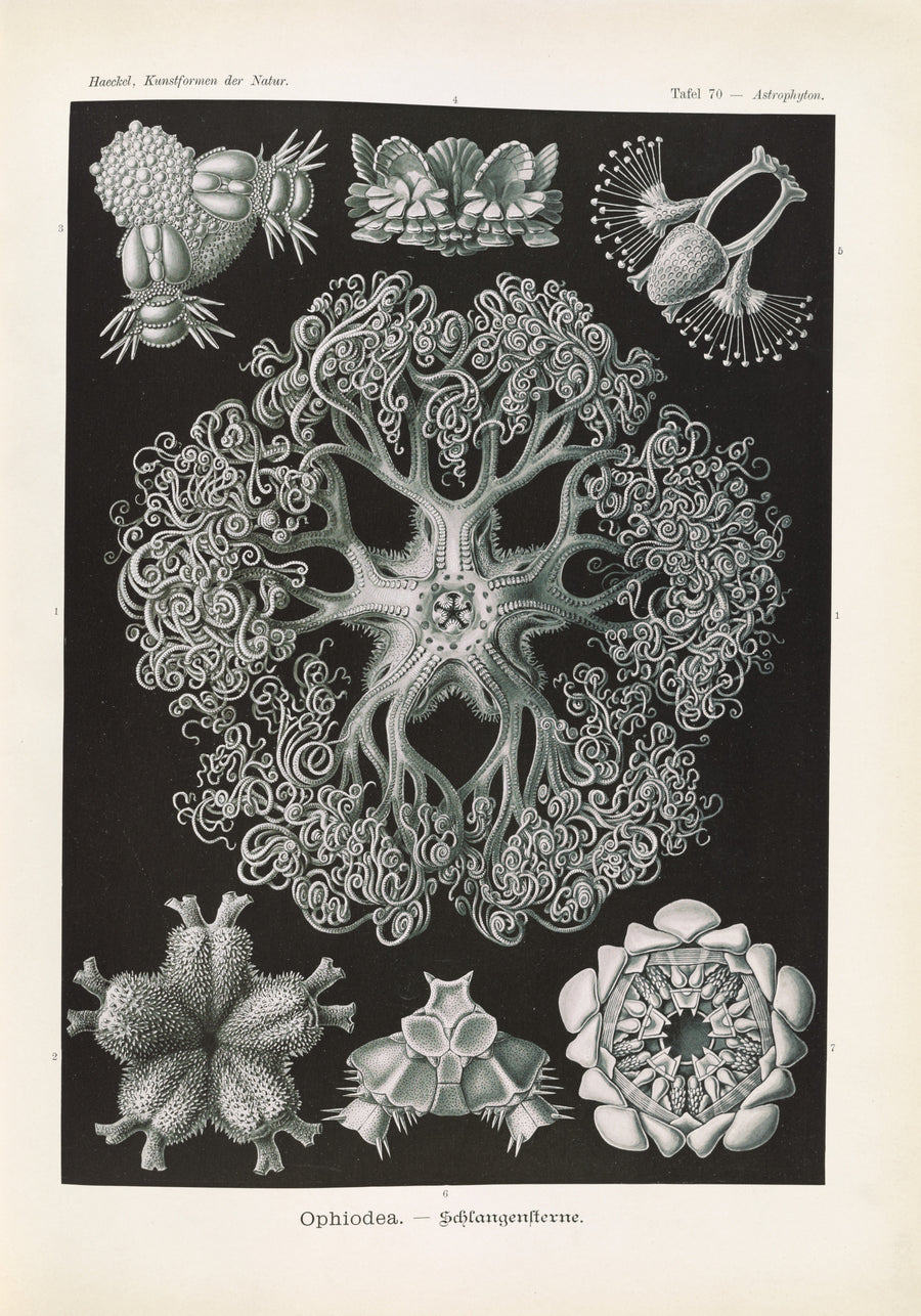 Ernst Haeckel — Kunstformen der Natur, Plate 70: Ophiodea | Scientific Illustration Print shown to scale on a wall above a sofa
