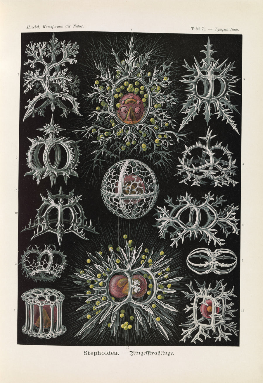 Ernst Haeckel — Kunstformen der Natur, Plate 71: Stephoidea | Scientific Illustration Print shown to scale on a wall above a sofa