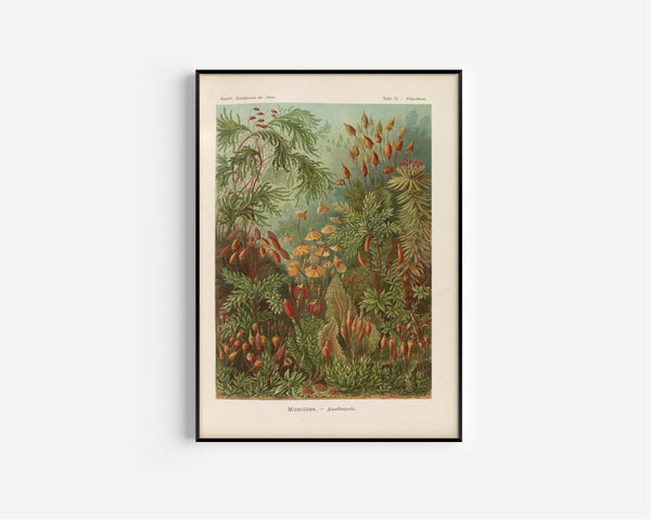 Ernst Haeckel — Kunstformen der Natur, Plate 72: Muscinae | Scientific Illustration Print