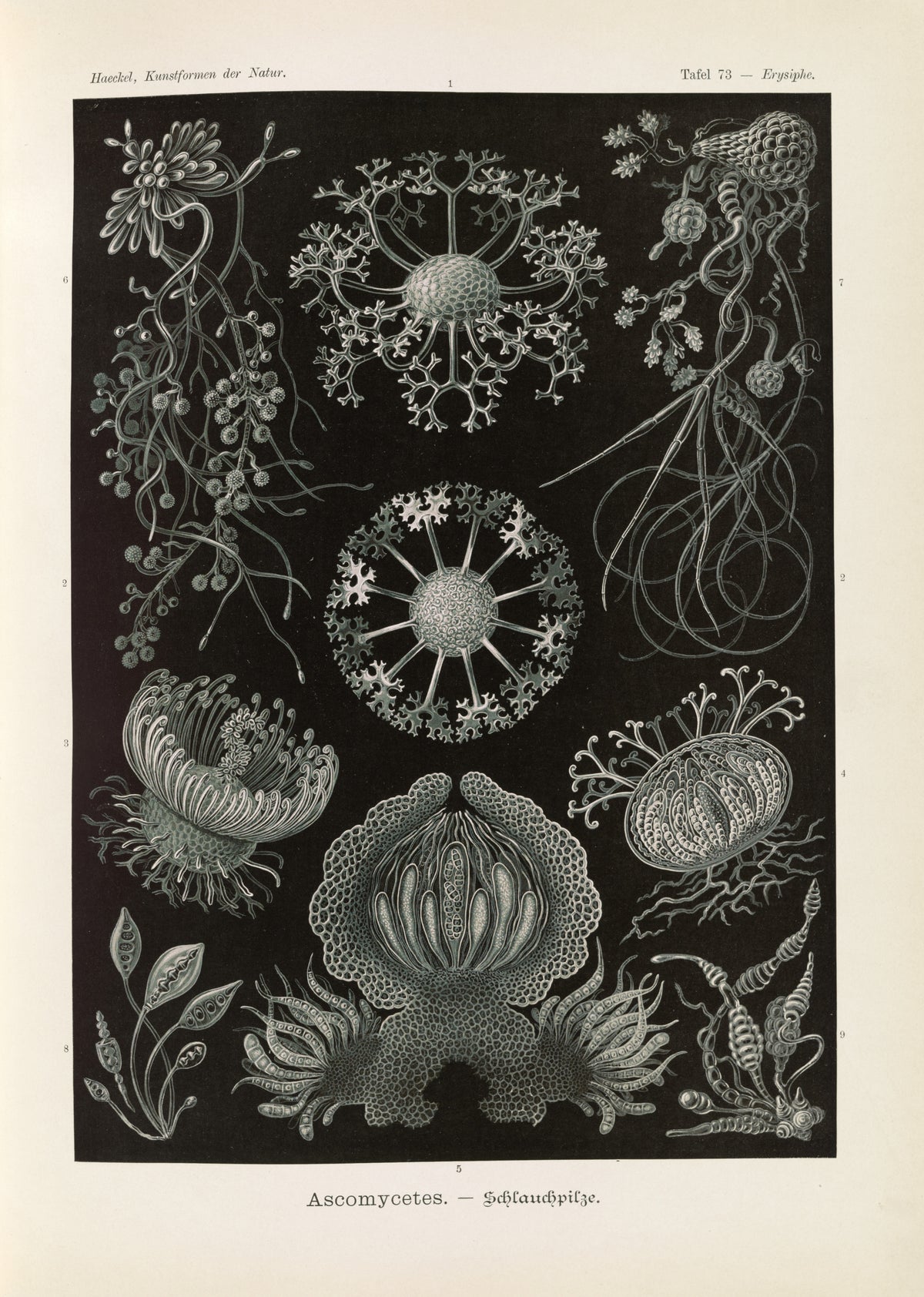 Ernst Haeckel — Kunstformen der Natur, Plate 73: Ascomycetes | Scientific Illustration Print