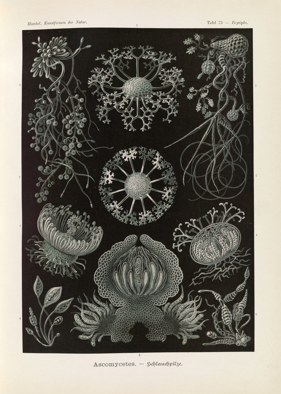Ernst Haeckel — Kunstformen der Natur, Plate 73: Ascomycetes | Scientific Illustration Print shown to scale on a wall above a sofa