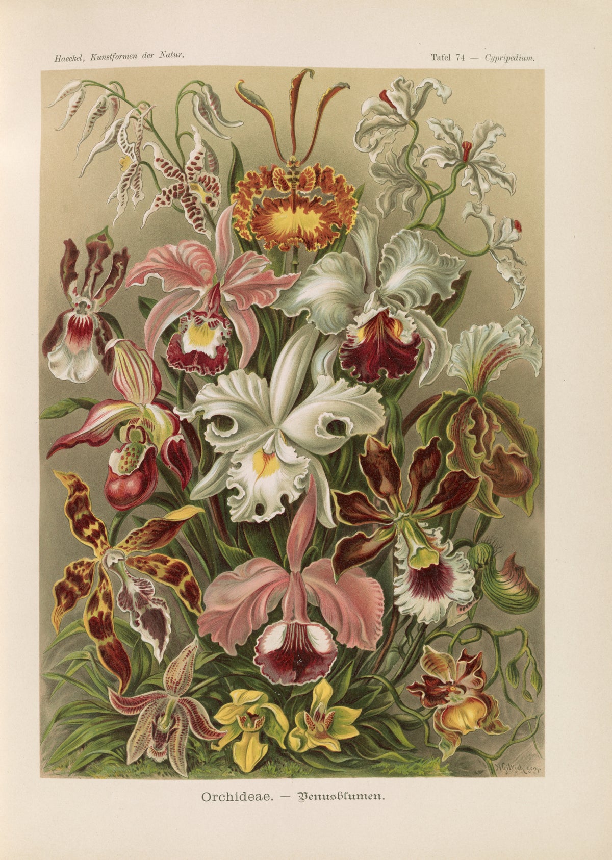 Ernst Haeckel — Kunstformen der Natur, Plate 74: Orchideae | Scientific Illustration Print