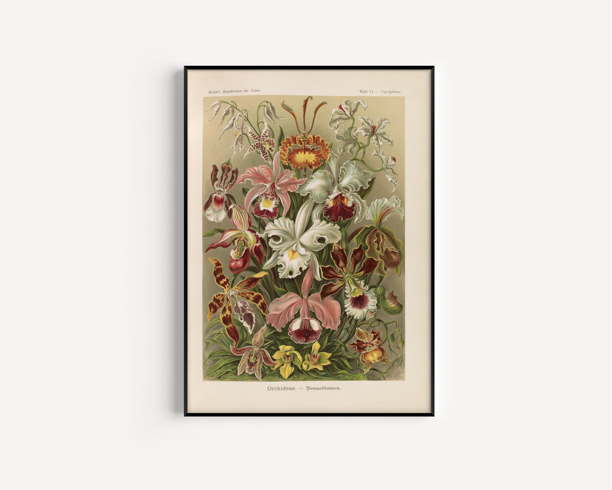 Ernst Haeckel — Kunstformen der Natur, Plate 74: Orchideae | Scientific Illustration Print