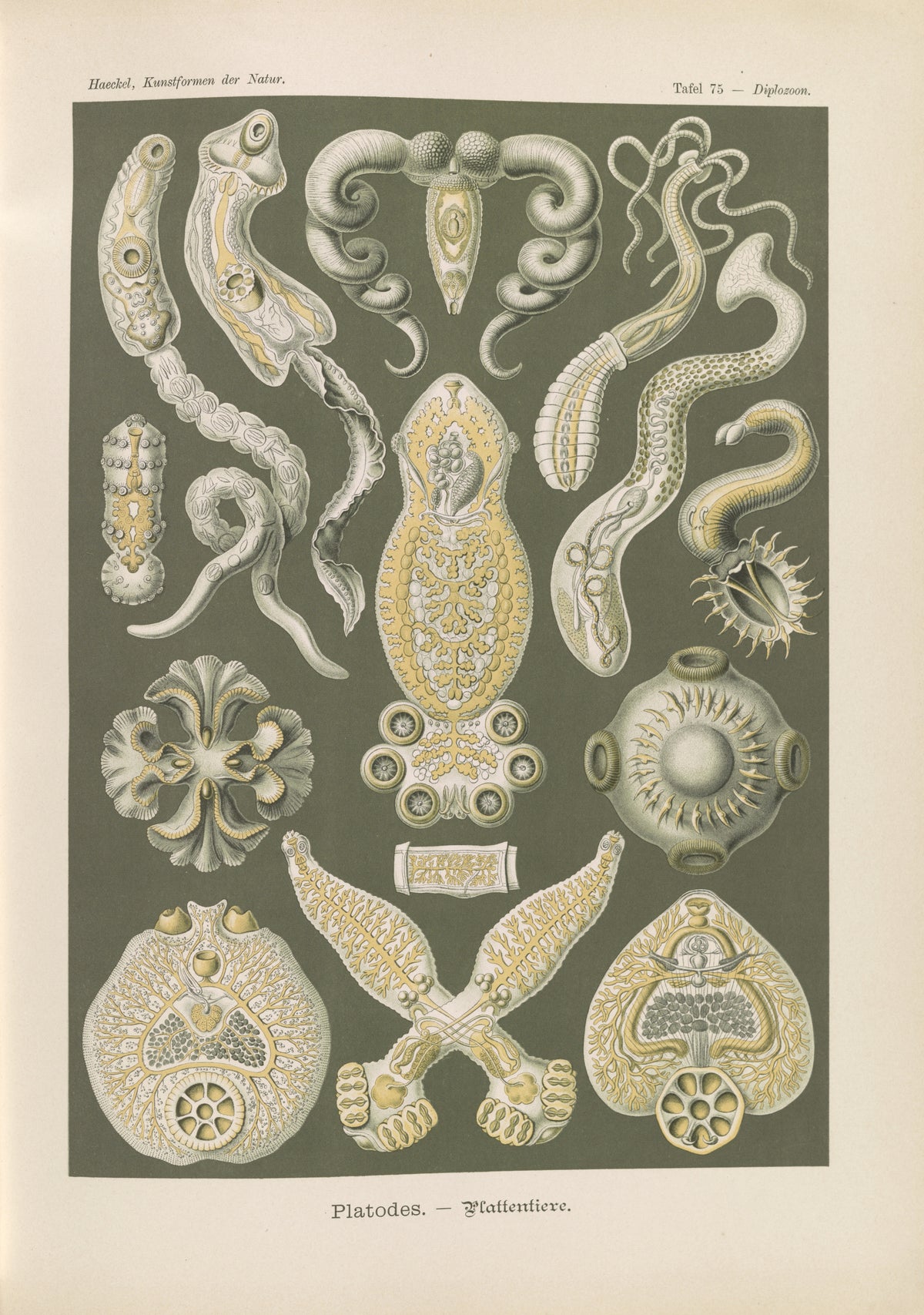 Ernst Haeckel — Kunstformen der Natur, Plate 75: Platodes | Scientific Illustration Print