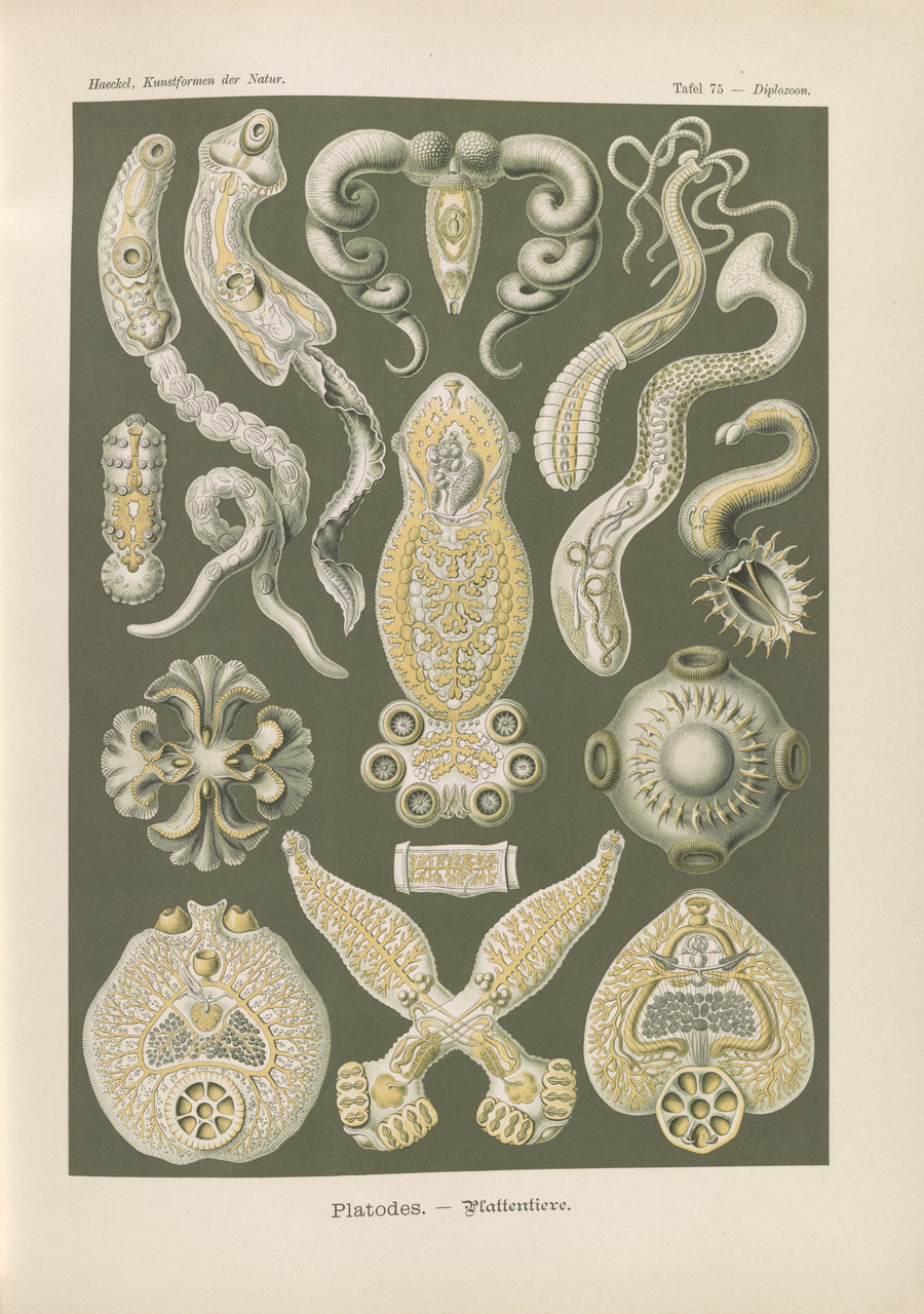 Ernst Haeckel — Kunstformen der Natur, Plate 75: Platodes | Scientific Illustration Print shown to scale on a wall above a sofa