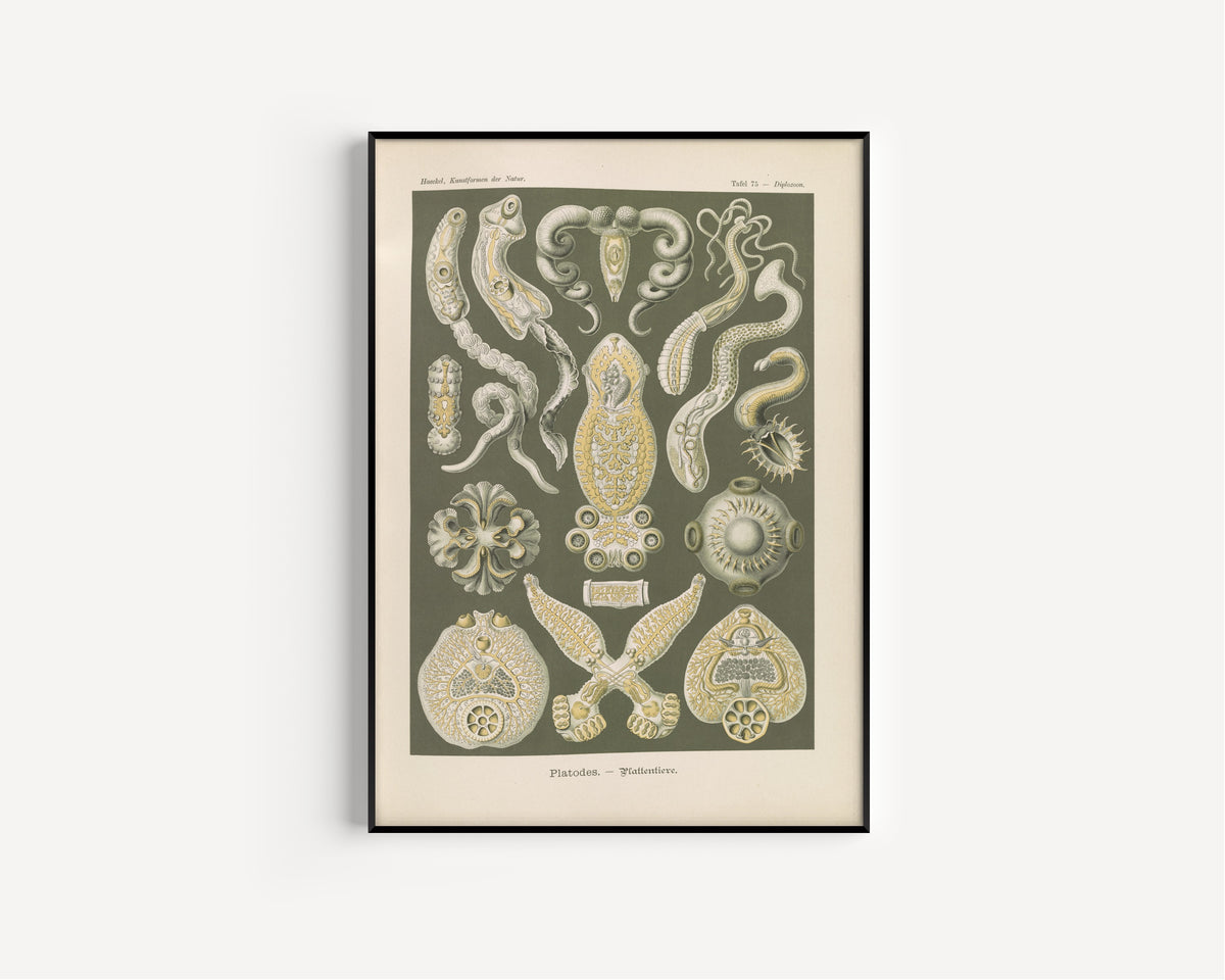 Ernst Haeckel — Kunstformen der Natur, Plate 75: Platodes | Scientific Illustration Print